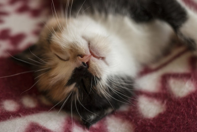 睡的小猫