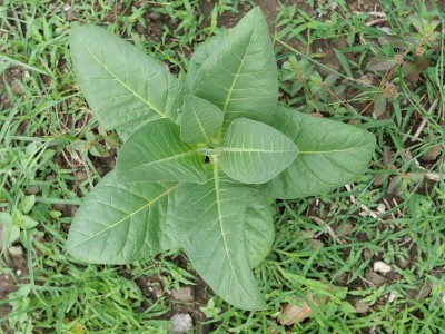 在印度尼西亚的种植园里，农民种植烟草作为卷烟的原料，烟草植物茁壮成长