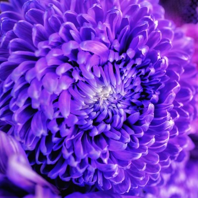 特别浪漫的深紫色丝绒色菊花盛开