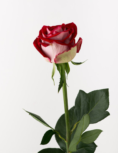 白底花