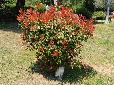 Photinia——猫