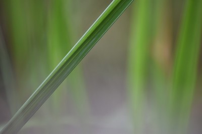 绿色植物