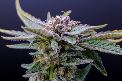 成熟的大麻花与紫色