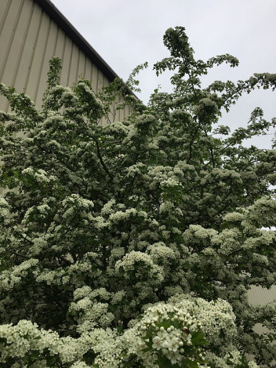 普通山楂树- 2018年5月