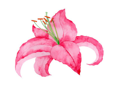 莉莉花