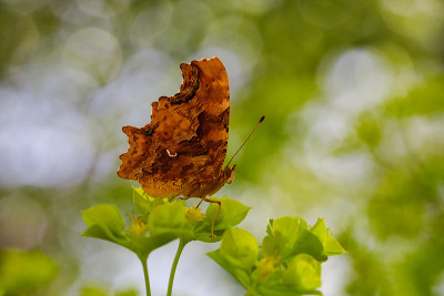Polygonia c-album