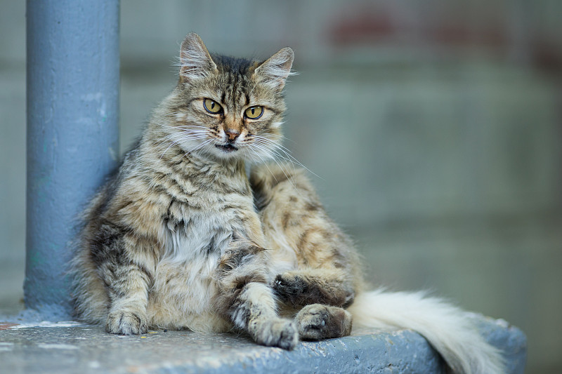 无家可归的猫躺在大楼的台阶上。