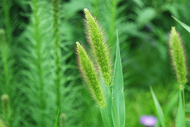 狗尾草绿色鬃毛草绿色狐尾背景