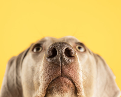 特写的魏玛猎犬与它的鼻子上的黄色背景