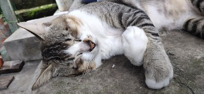睡觉的猫