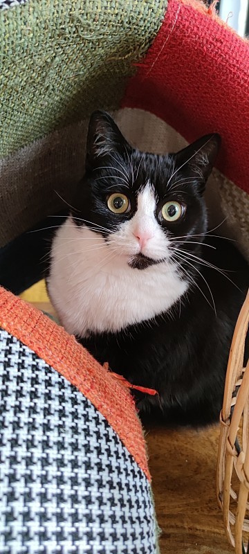 我家有只猫