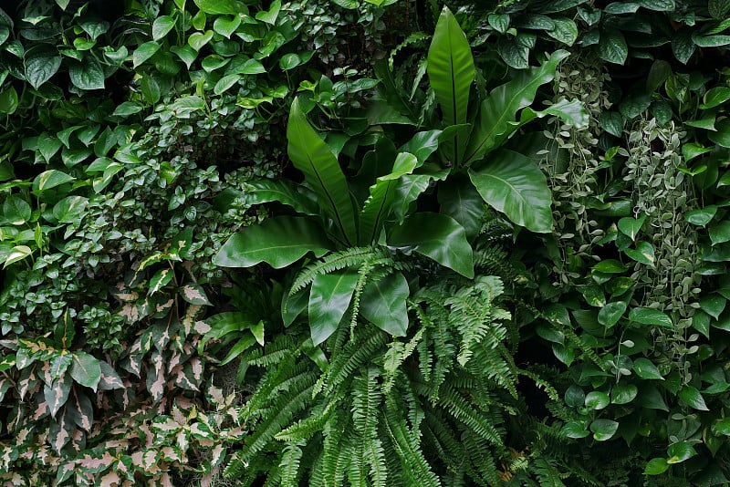 垂直花园自然背景，活绿墙魔鬼藤、剑蕨、燕窝蕨、悬地蕨室内植物及各类热带雨林叶植物为暗背景。