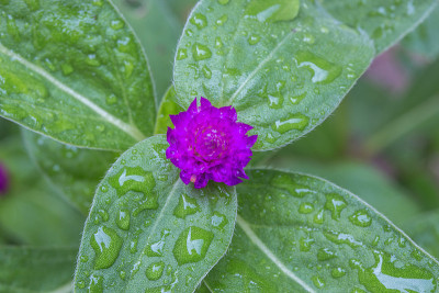 花园中的球紫红色或球紫红色花