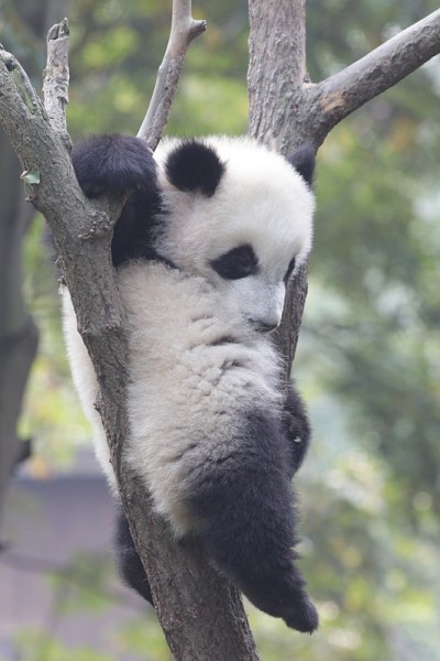 中国成都的大熊猫