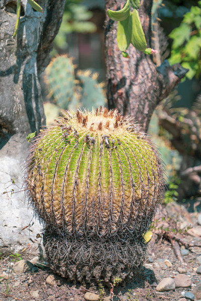 金桶仙人掌(棘球仙人掌grusonii)在一个干旱的花园背景，近距离