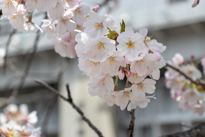 樱花盛开在东京中心，日本桥，中央市，东京，日本