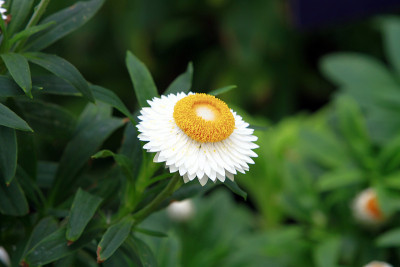 雏菊花