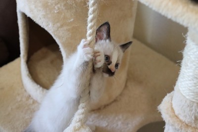 小猫抓绳子