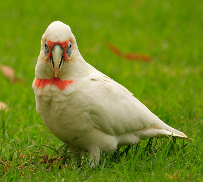 长嘴Corella - Cacatua tenuirostris