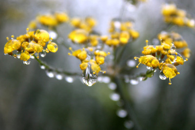 雨点在茴香花头，西约克郡，英国