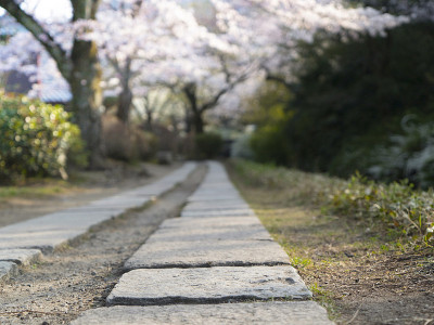 京都哲谷no-道樱花