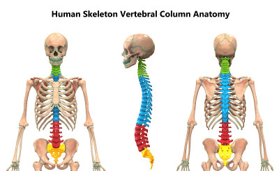 人体骨骼系统解剖脊柱前、侧、后视图