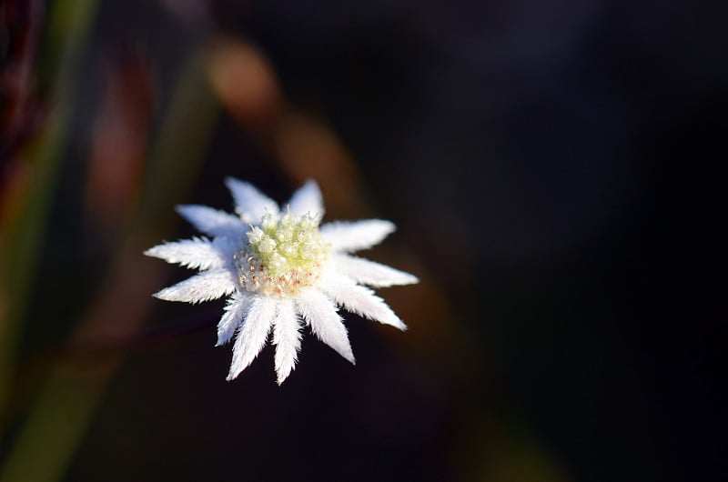 澳大利亚本土的小法兰绒花，小放线菌，蜂科