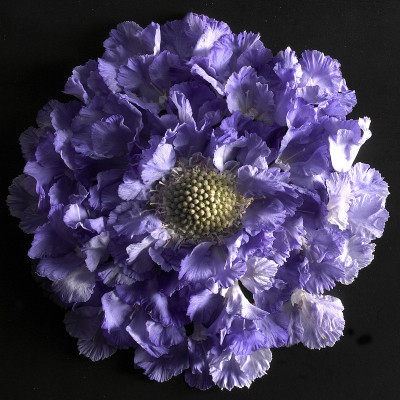 黑色背景上的花朵。