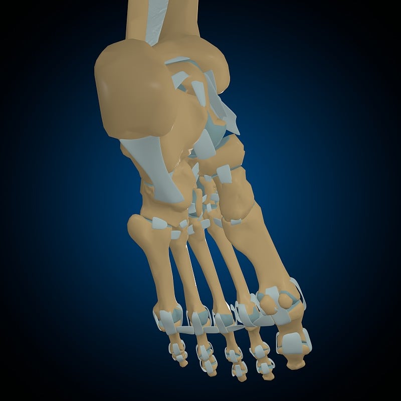 人体骨骼关节和韧带解剖医学概念3D