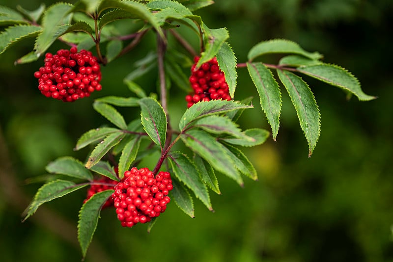 花楸的一支(花楸楸属)，也称为山灰