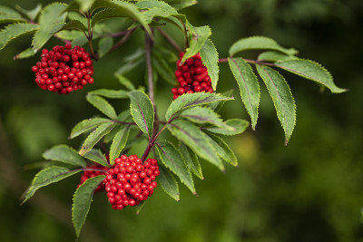 花楸的一支(花楸楸属)，也称为山灰