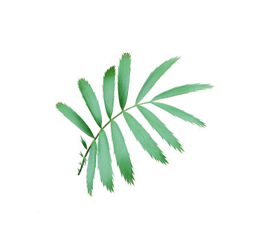 绿色棕榈叶孤立在白色背景与修剪路径