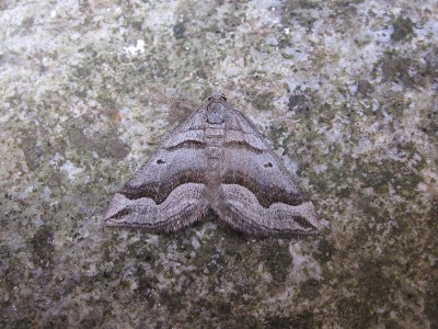 Scotopteryx peribolata