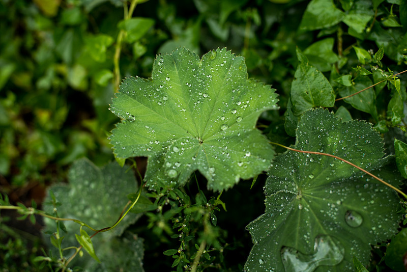 树叶上的雨滴