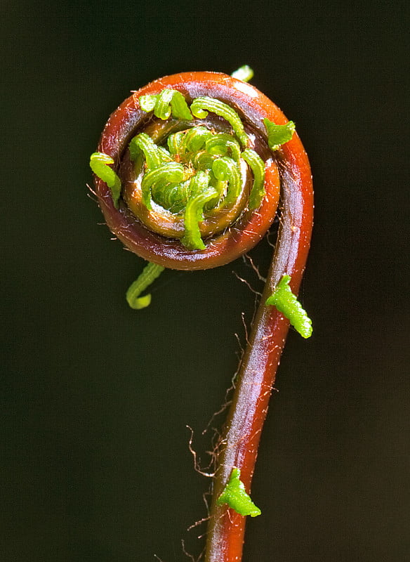 芬Fiddlehead特写