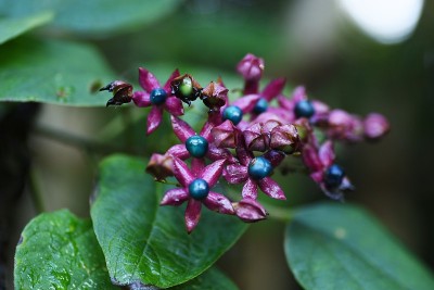 花和浆果。