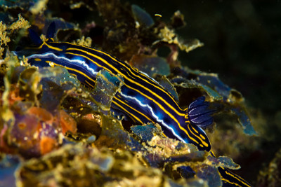 Nudibranquio