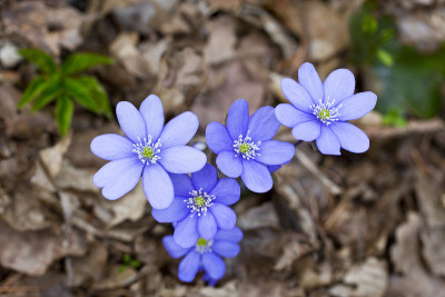 hepatica nobilis