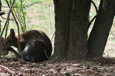 红颈小袋鼠(Macropus rufogriseus)也被称为班尼特小袋鼠
