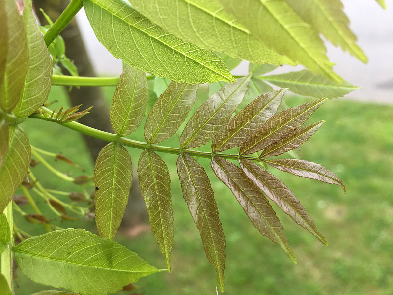 白蜡(Fraxinus excelsior)树- 2018年5月