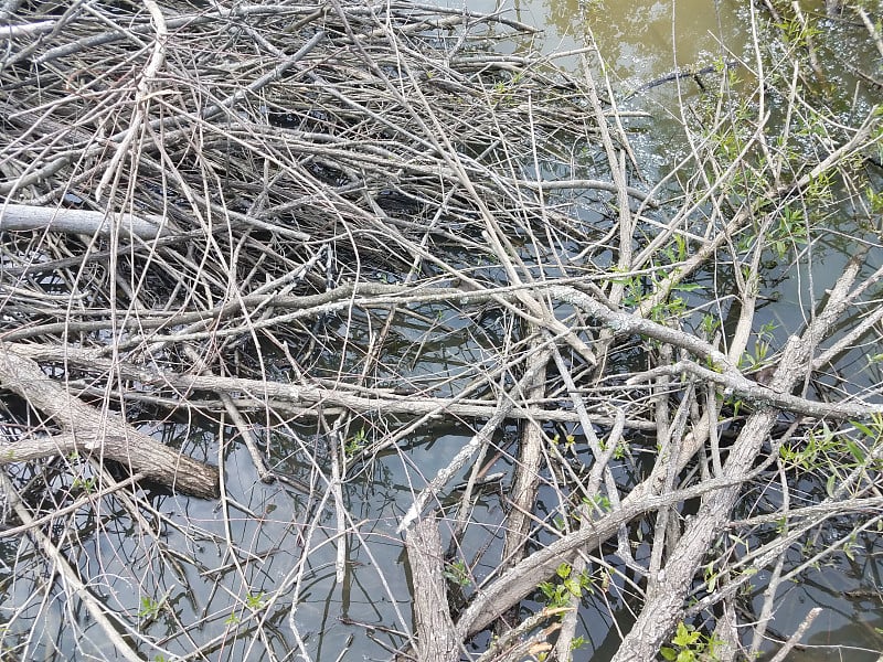 木棍在水里，还有牛蛙