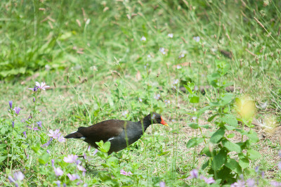 gallinella水
