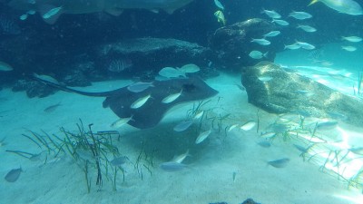 大刺鳐在海底附近游泳