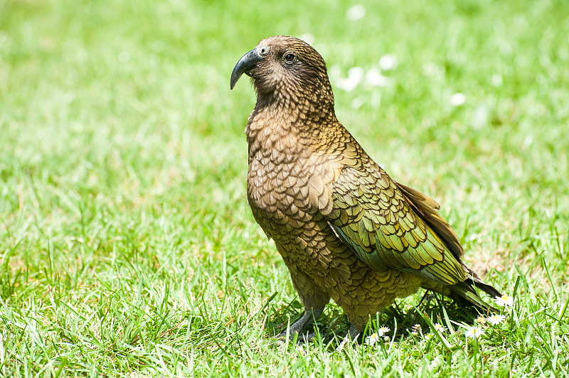 Kea