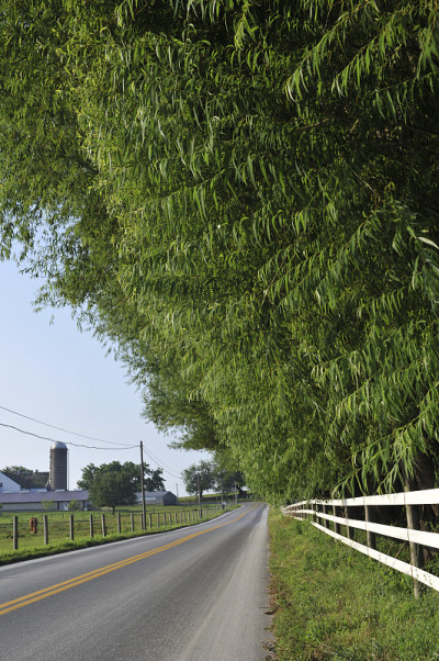 乡间小路