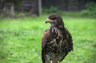 哈里斯鹰(Parabuteo unicinctus)的特写
