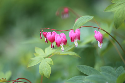 照片粉红色花纺锤树