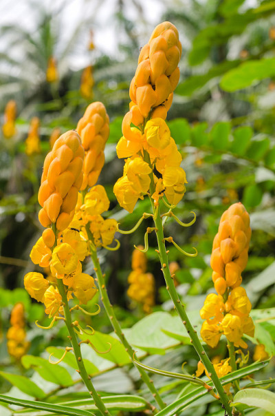癣灌木花或蜡烛灌木花在自然花园。