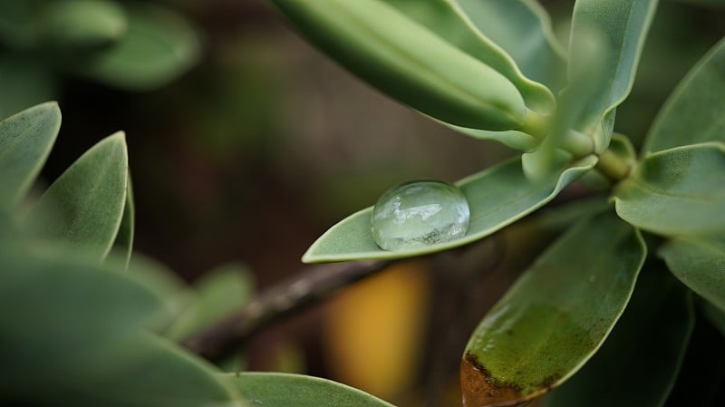 荷叶上的雨滴。