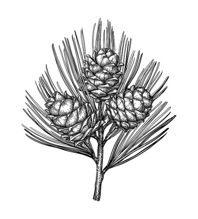 Ink sketch of pine nut.